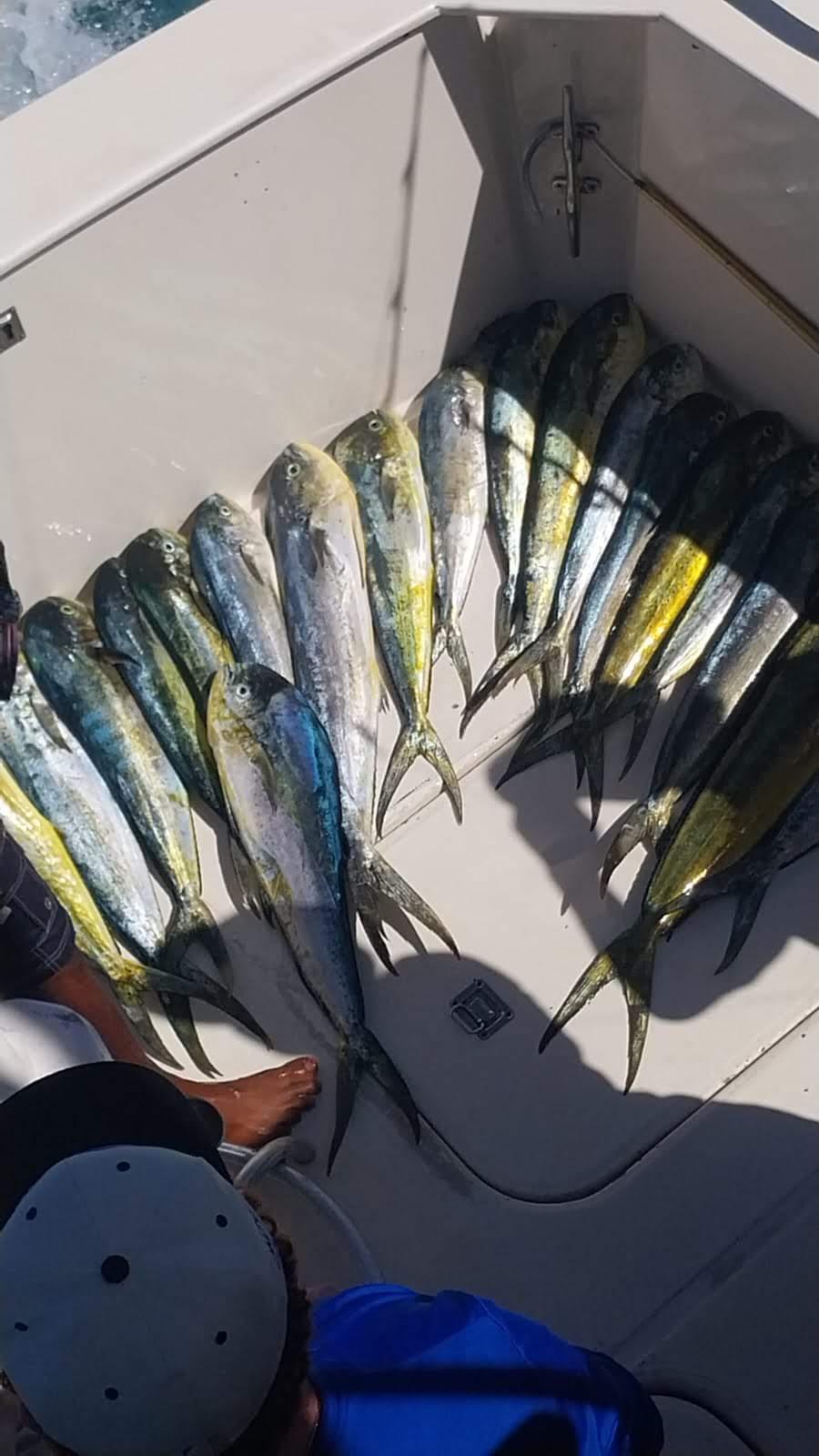 David Chen's Wahoo & Tuna catch